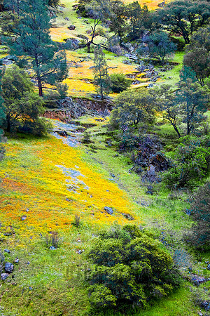 Trail of Color