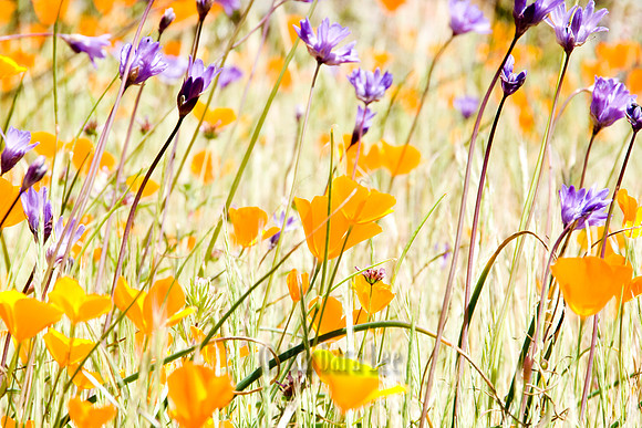 Orange and Purple