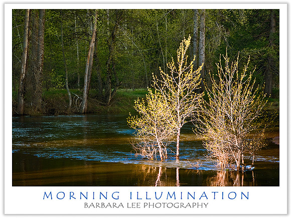 Morning Illumination  - Merced River, Yosemite Valley