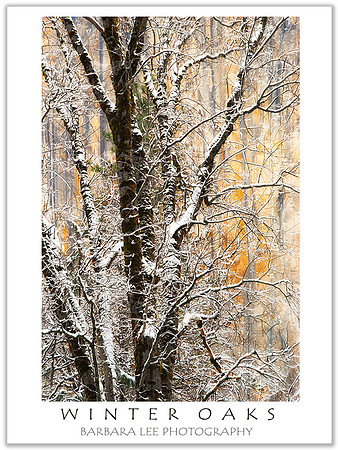Snow Covered Trees, El Capitan - Yosemite National Park - February, 2008