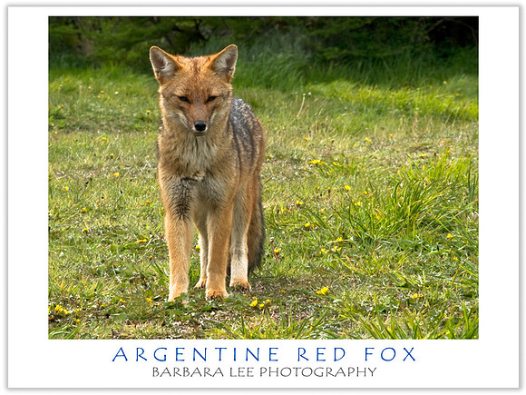 Argentine Red Fox