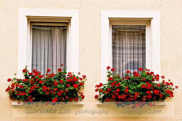 Geraniums
