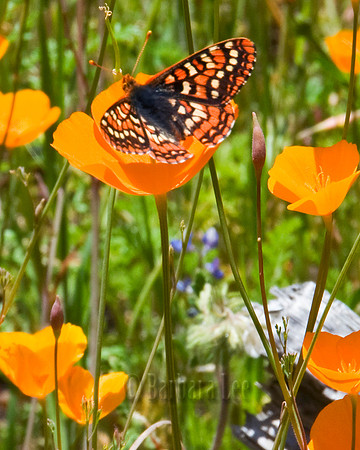 Painted Lady and Poppy