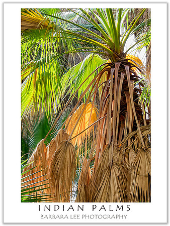 Indian Palms