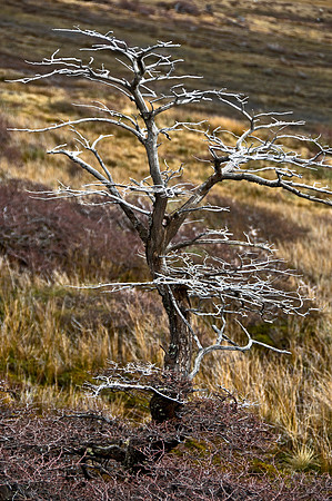 Dead Tree in Patagonian Landscape