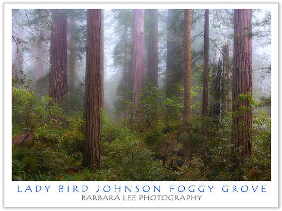 Lady Bird Johnson Grove - Redwood National Park