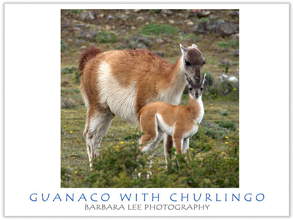 Baby Churlingo with Mom