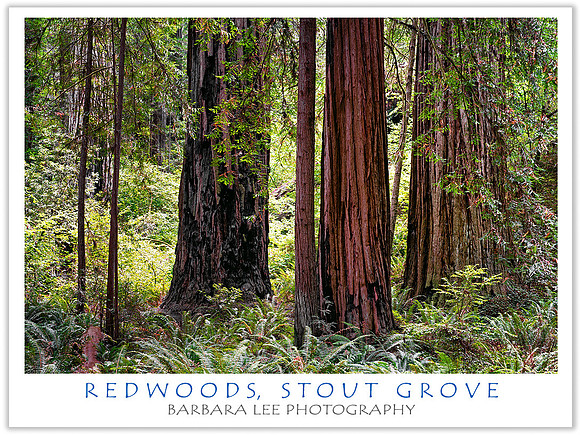 Redwoods, Stout Grove, Jedediah Smith State Park