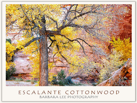 Escalante Cottonwood