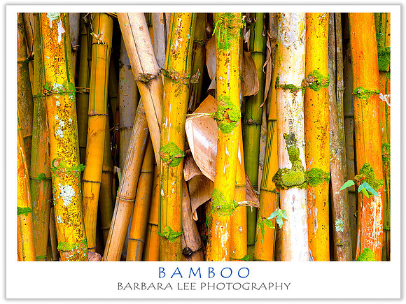 Bamboo