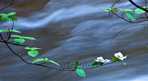 Merced River Dogwood, Yosemite Valley - May, 2008