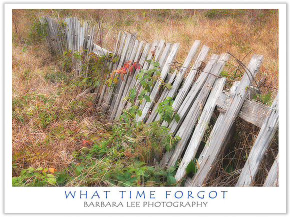 Old Fence