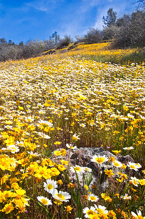 Yellow Field