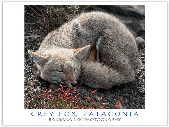 Grey Fox