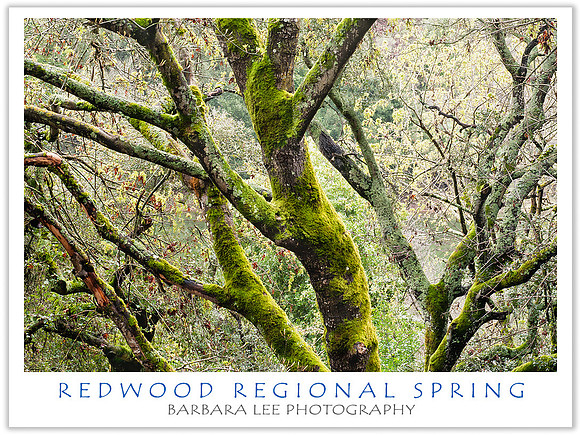 Springtime in Redwood Regional Park