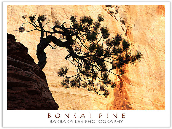 Bonsai Pine