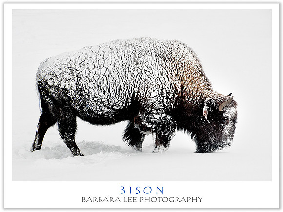 Bison
