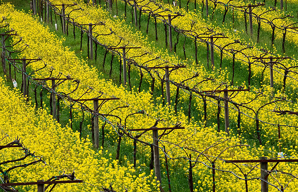 Mustard Rows