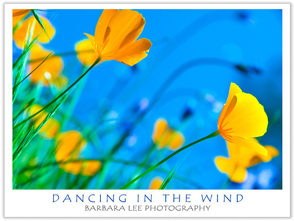 Wind Dancers on Hite Cove Trail, Merced River Canyon - March, 2009