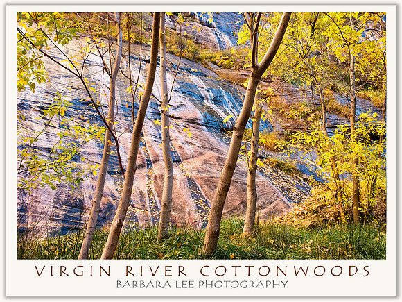 Virgin River Narrows Cottonwoods