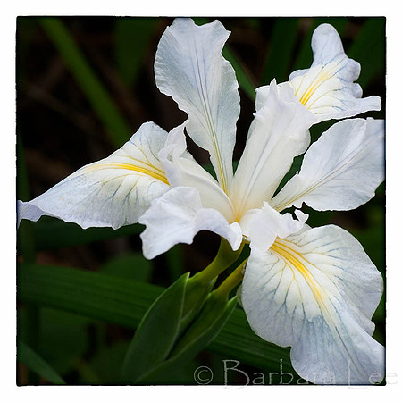 White Douglas Iris, Huckleberry Regional Reserve