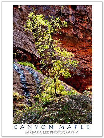 Canyon Maple - Zion National Park Narrows