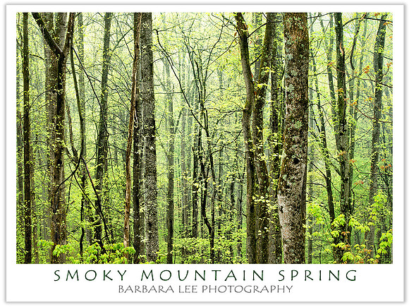 Smoky Mountain Spring