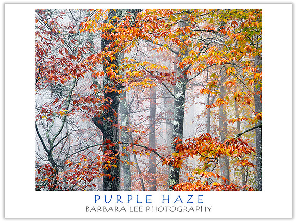 Purple Haze - Pisgah National Forest, North Carolina