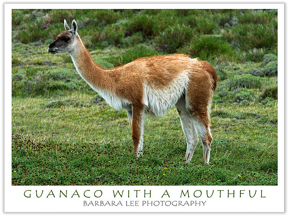 Guanaco with a Mouthful