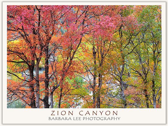 Zion Canyon Maple and Cottonwood