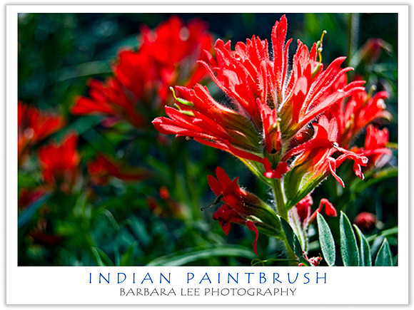 Indian Paintbrush
