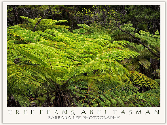 Tree Ferns, Abel Tasman