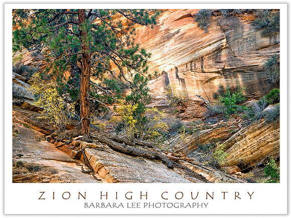 Zion High Country