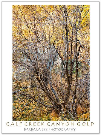 Calf Creek Canyon Gold