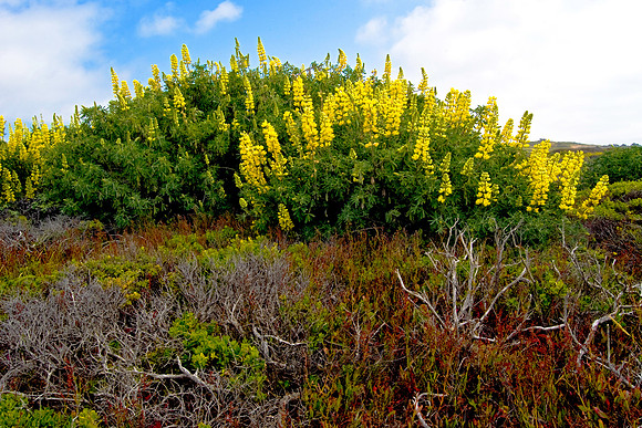 Yellow Lupine on Highway One near Pescadero - May, 2008
