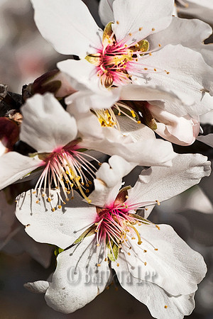 Almond Blossoms