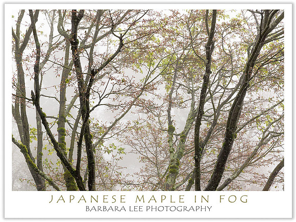 Japanese Maple in the Fog