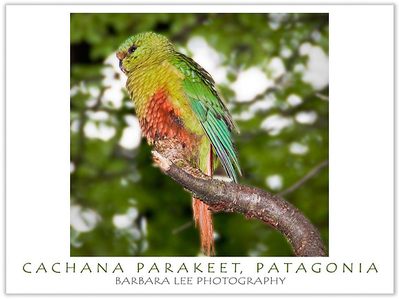 Cachana Parakeet