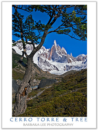 Cerro Torre and Tree