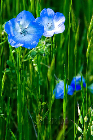 Baby Blue Eyes, Merced River Canyon - March, 2009