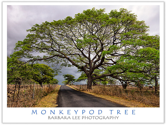 Monkeypod Tree, Big Island of Hawaii