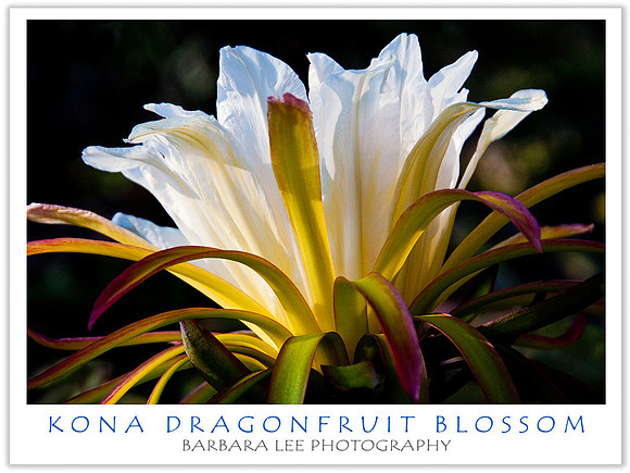 Kona Dragonfruit