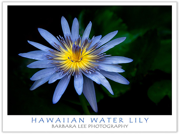 Water Lily