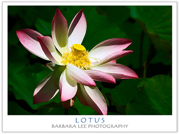 Lotus