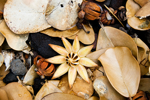 Still Life with Autograph Tree Pod