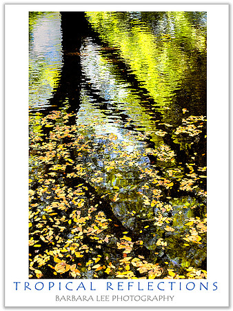 Tropical Reflections