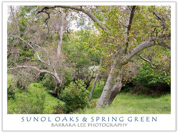 Sunol Oaks & Spring Green