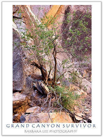 Grand Canyon Survivor