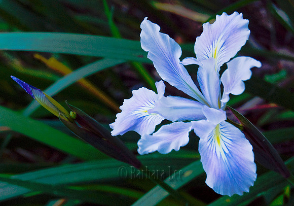 Douglas Iris Along the Huckleberry Trail, Redwood Regional Park, Oakland - April, 2008