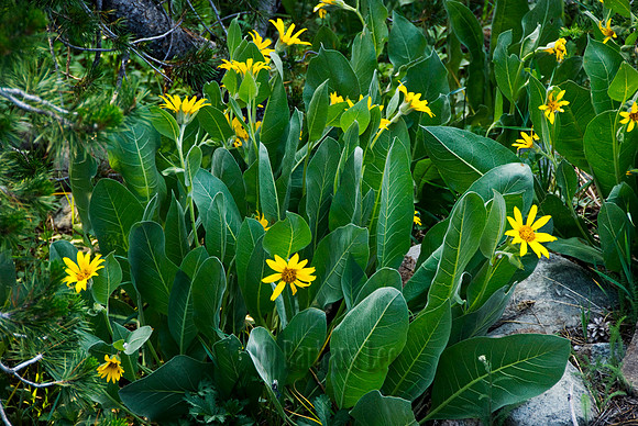 Mules Ears in the Lakes Basin area of the Plumas National Forest - July, 2008